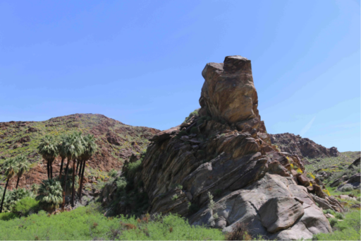 Conical outcropping of sedimentary rock next to grove of palm trees in desert landscape covered in green vegetation
