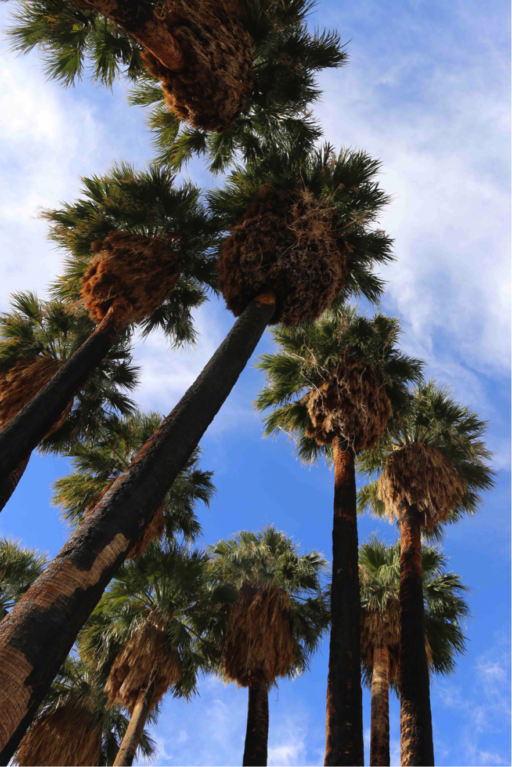 A stand of palm trees shot from below beneath a partly cloudy sky