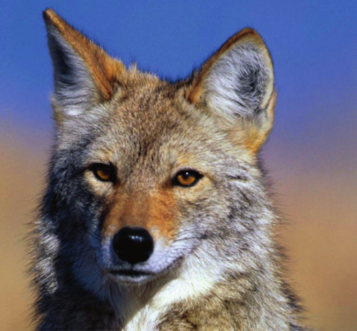 Facial closeup photo of coyote in front of blurred background suggesting desert sand and sky